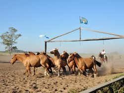 Festa Gaúcha na Estância Santa Susana