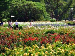 Parque Tres de Febrero,roseiral