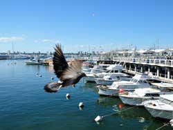 Punta del Este, porto esportivo