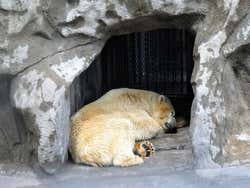 Urso polar em seu recinto