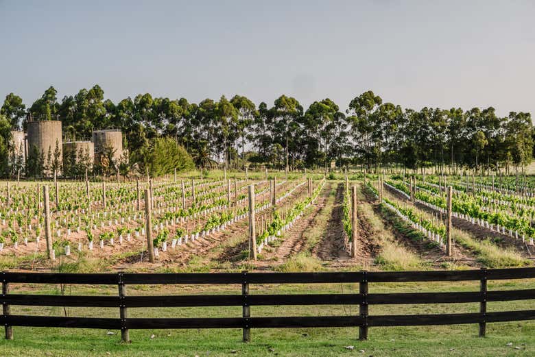 Vinhedos da fazenda Sacramento